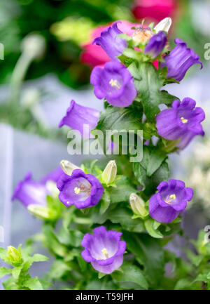 Canterbury Bell fleurs pour arrière-plan. C'est surtout se concentrer. blue bells dans l'herbe et des fleurs dans le jardin. Banque D'Images