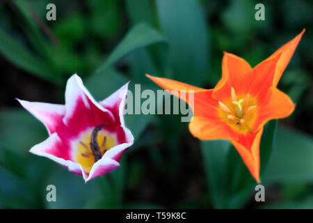 Un bel affichage de plusieurs fleurs tulipes couleur dans les bois entourant le Château de Pralormo près de Turin, Italie, où chaque année en avril la Banque D'Images