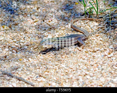 Un Six-bordée Racerunner Lizard on petit gravier à l'Oso Bay Wetlands Préserver & Learning Centre de Corpus Christi, Texas USA. Banque D'Images