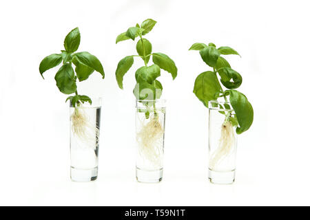 Le vert frais basilic germées avec racines isolé sur fond blanc. Les plantes sont dans les verres avec de l'eau. Banque D'Images