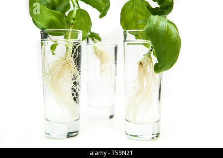 Le vert frais basilic germées avec racines isolé sur fond blanc. Les plantes sont dans les verres avec de l'eau. Banque D'Images