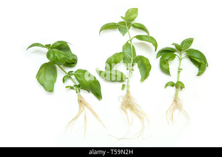 Le vert frais basilic germées avec racines isolé sur fond blanc. Banque D'Images