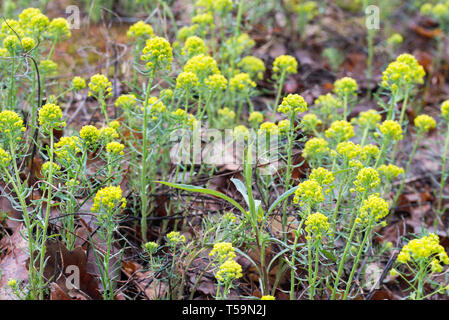 Euphorbia esula, communément green Leafy Spurge euphorbe ou macro fleurs Banque D'Images