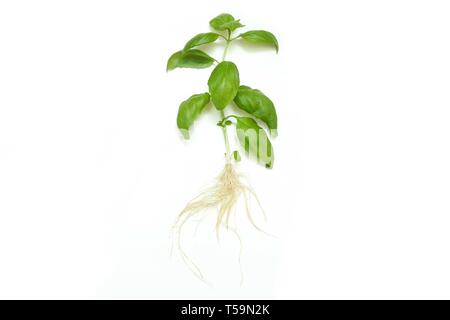 Le vert frais basilic germées avec racines isolé sur fond blanc. Banque D'Images