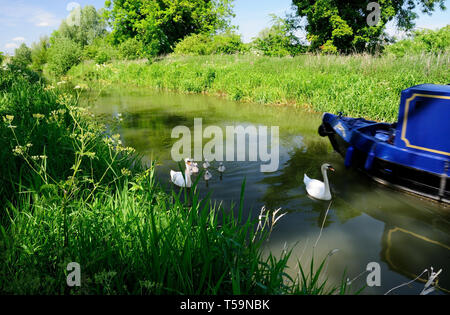 Une famille de cygnes tuberculés passant un grand classique sur le canal Kennet et Avon. Banque D'Images