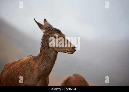Mère Red Deer Doe dans les Highlands écossais, près de Glen Etive Banque D'Images