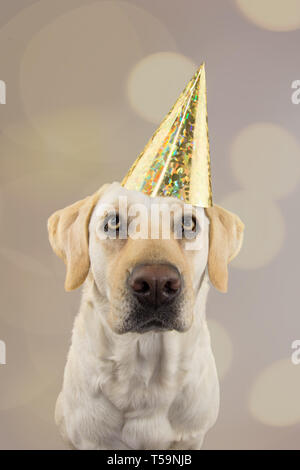 Chien DANS GOLDEN ANNIVERSAIRE OU NOUVEL AN HAT. LABRADOR RETRIEVER célébrer une fête. STUDIO SHOT, isolé contre l'ARRIÈRE-PLAN DE COULEUR GRIS AVEC DEFOCUSED Banque D'Images