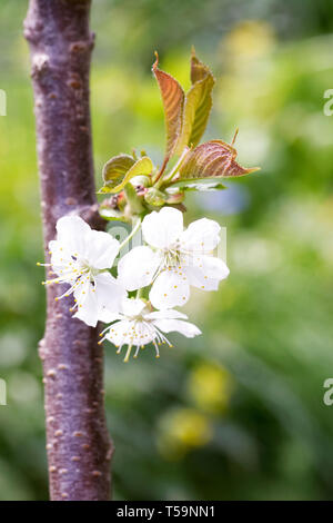 Prunus avium 'Stella' Blossom. Banque D'Images