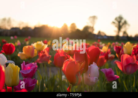 Champ de tulipes colorées au coucher du soleil dans les Pays-Bas Banque D'Images