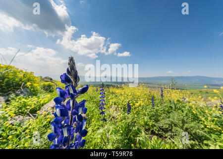 Plateau du Golan, Israël. Un champ de lupin et la moutarde (Sinapis) surplombant la vallée de Hula. Banque D'Images