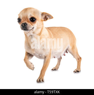 Chihuahua enceintes in front of white background Banque D'Images