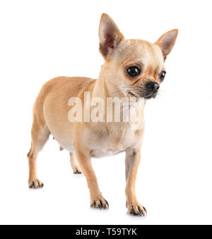 Chihuahua enceintes in front of white background Banque D'Images