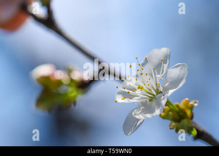 Close up de prune fleur qui s'épanouit au printemps. Fleurs Fleurs isolées avec arrière-plan flou Banque D'Images