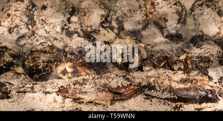 Close up de poisson Tilapia en croûte de sel cuits sur grill. Banque D'Images