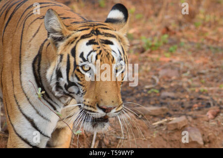 Rapprochée sur le majestueux Royal tigre du Bengale à Tadoba tiger reserve, Inde Banque D'Images