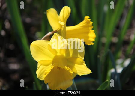 Osterglocke Narzisse Blumen blühen gelb Frühling Banque D'Images