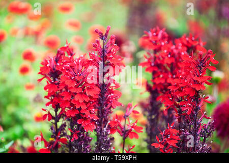 Fleur rouge jardin contexte en été. Parterre de fleurs avec lobelia. Jardinage et paysage magnifique, selective focus Banque D'Images