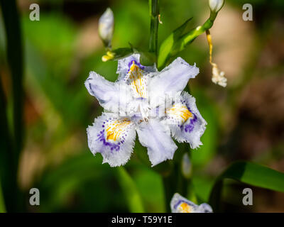 Un iris, Iris japonica, fleurit le long d'un chemin de randonnée dans une nature préservée de la forêt dans le centre de Kanagawa, Japon. Banque D'Images