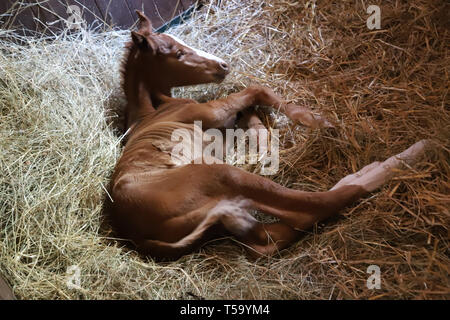 Un jour nouveau-né dans l'étable de pose filly Banque D'Images