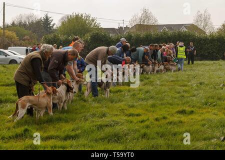 Cork, Irlande, le 22 avril, 2019. Lundi de Pâques Faites glisser Hunt, Killcully, Cork. Banque D'Images