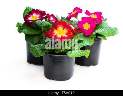 Primevères colorées en noir pots isolated on white Banque D'Images