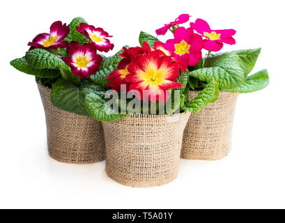 Primevères colorées en noir pots isolated on white Banque D'Images