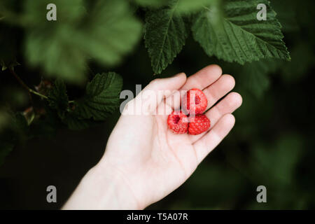 Framboises fraîchement cueillies à la main. Banque D'Images