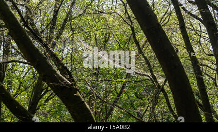 Larve arpenteuse d'soie, Bombyx chenilles, couvrant les arbres forestiers Banque D'Images