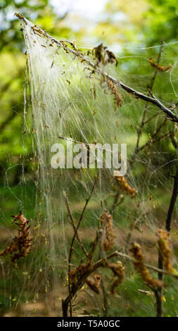 Larve arpenteuse d'soie, Bombyx chenilles, couvrant les arbres forestiers Banque D'Images