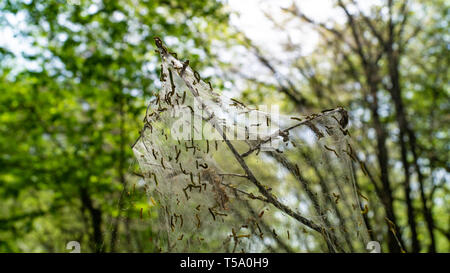 Larve arpenteuse d'soie, Bombyx chenilles, couvrant les arbres forestiers Banque D'Images