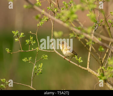 Willow Warbler rare au repos dans un arbre à Llyn Gwynant camp site, au nord du Pays de Galles. Banque D'Images