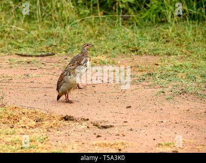 Francolin gris oiseau errant dans les terres désertes sur winter morning Banque D'Images