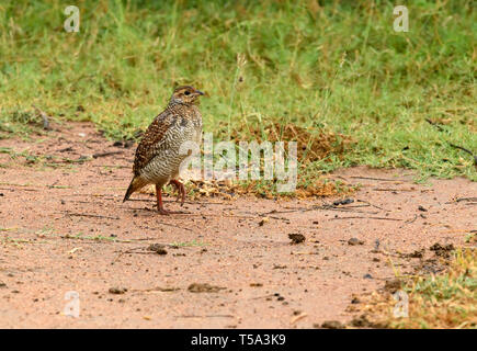 Francolin gris oiseau errant dans les terres désertes sur winter morning Banque D'Images