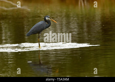 Une phase sombre (Dark morph) Western Reef Heron, Egretta gularis, également connu sous le nom de l'Aigrette des récifs de l'Ouest. Banque D'Images