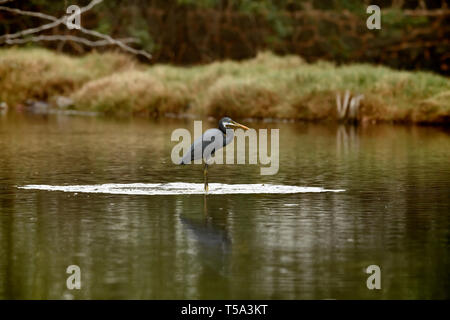 Une phase sombre (Dark morph) Western Reef Heron, Egretta gularis, également connu sous le nom de l'Aigrette des récifs de l'Ouest. Banque D'Images
