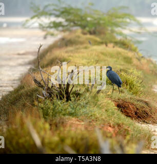 Une phase sombre (Dark morph) Western Reef Heron, Egretta gularis, également connu sous le nom de l'Aigrette des récifs de l'Ouest. Banque D'Images