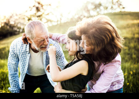 Couple avec sa petite-fille à l'extérieur au printemps, la nature s'amusant. Un vieil homme l'éternuement après avoir été chatouillé avec une fleur. Banque D'Images