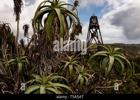 Un Krantz aloe sur les pentes de la montagne au-dessus de la base navale de Simons Town avec un reste d'un tour de téléphérique en Afrique du Sud province Banque D'Images