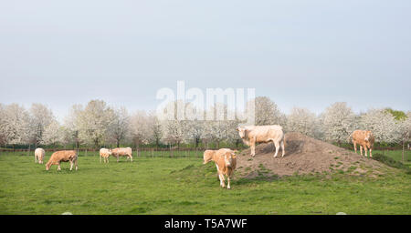 La blonde d'aquitaine vaches dans Paysage de printemps avec les arbres en fleurs près d'Utrecht aux Pays-Bas Banque D'Images