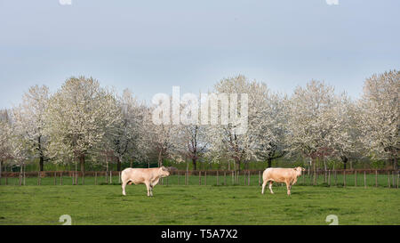 La blonde d'aquitaine vaches dans Paysage de printemps avec les arbres en fleurs près d'Utrecht aux Pays-Bas Banque D'Images