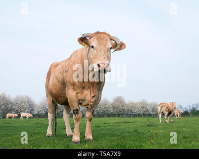 La blonde d'aquitaine vaches dans Paysage de printemps avec les arbres en fleurs près d'Utrecht aux Pays-Bas Banque D'Images