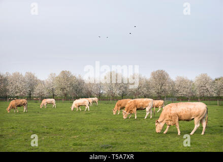 La blonde d'aquitaine vaches dans Paysage de printemps avec les arbres en fleurs près d'Utrecht aux Pays-Bas Banque D'Images