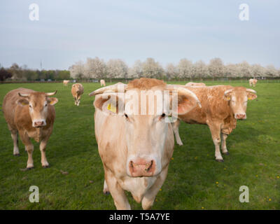 La blonde d'aquitaine vaches dans Paysage de printemps avec les arbres en fleurs près d'Utrecht aux Pays-Bas Banque D'Images