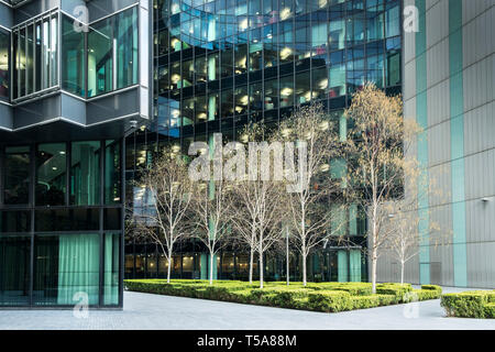 Arbres de bouleau verruqueux Betula pendula de plus en face de la façade de verre modernes bâtiments de bureaux sur la rive sud de Londres. Banque D'Images