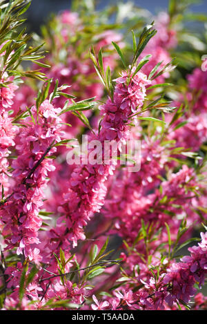 Blooming almond printemps nain. Banque D'Images