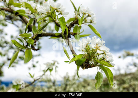 Hood River, Oregon, USA. Verger de pommiers en fleurs dans la zone à proximité de la boucle de fruits. Banque D'Images