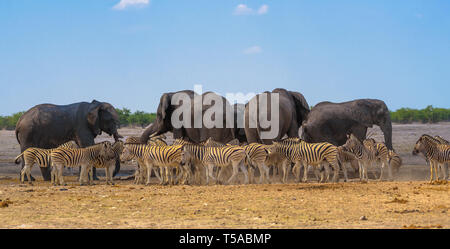 Les éléphants et les zèbres à un étang dans le parc national d'Etosha, Namibie Banque D'Images