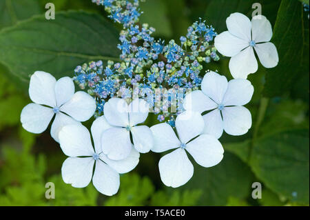 Issaquah, Washington, USA. Bluebird arbuste Hortensia en fleur. Banque D'Images