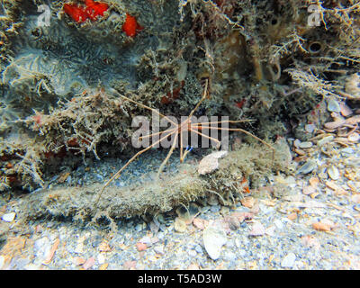 Stenorhynchus seticornis, le crabe flèche yellowline, assis sur un rocher au fond de l'océan. Banque D'Images