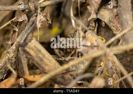 Crabe de forêt d'eau douce camouflé sur le fond de la forêt dans la litière de feuilles Banque D'Images